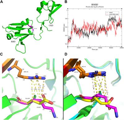 Deciphering the pathogenic role of rare RAF1 heterozygous missense mutation in the late-presenting DDH